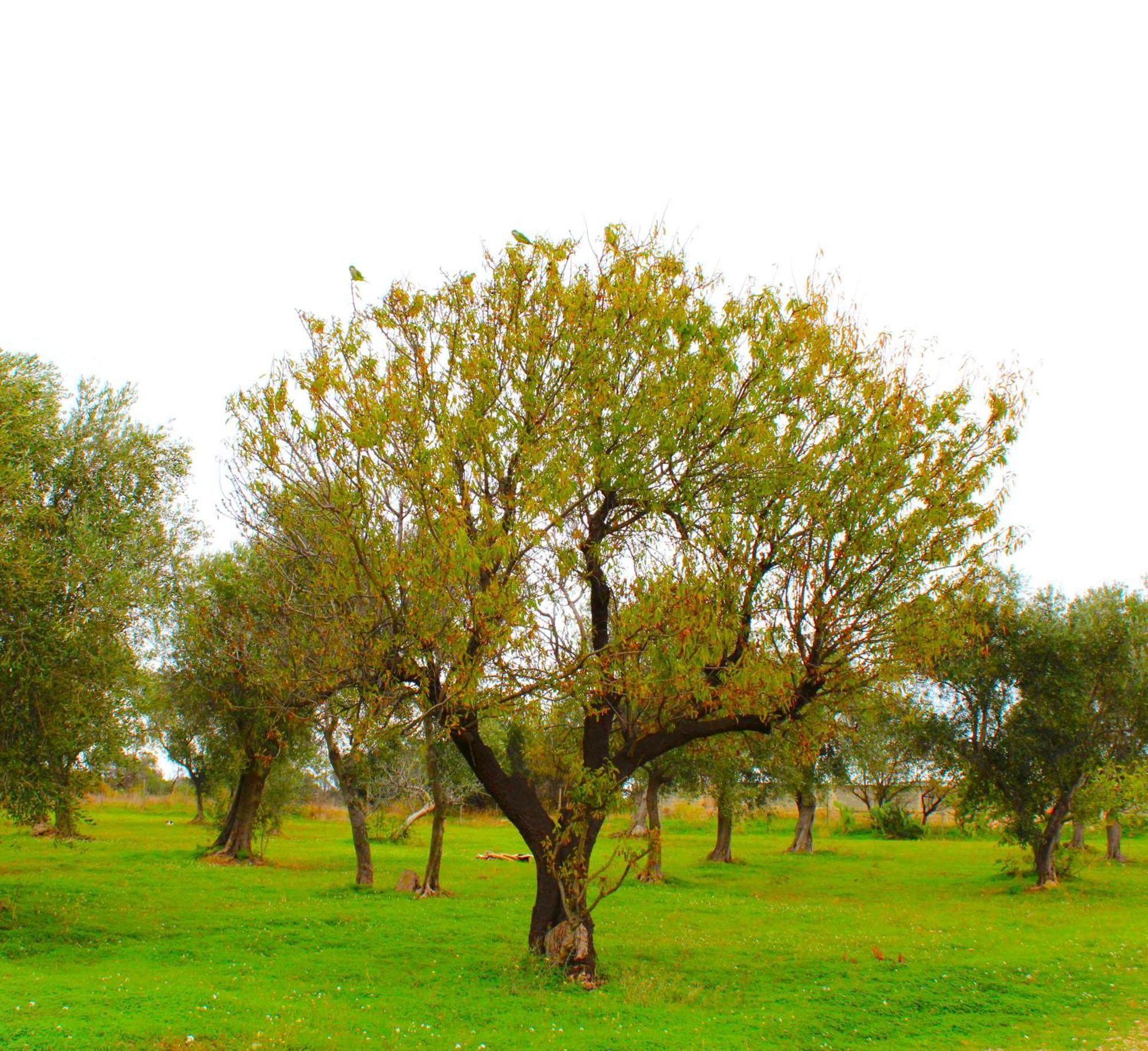 Villa Laura Bari Kültér fotó